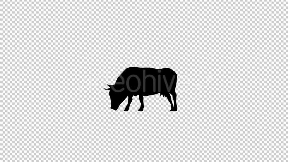 Bull Silhouette Videohive 20474812 Motion Graphics Image 1