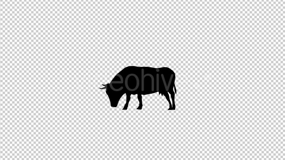 Bull Silhouette Videohive 20474812 Motion Graphics Image 5