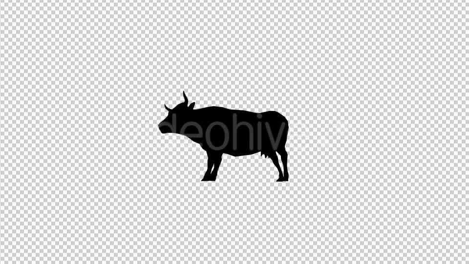 Bull Silhouette Videohive 20474812 Motion Graphics Image 7