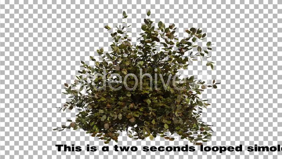 Bush Videohive 6786187 Motion Graphics Image 2