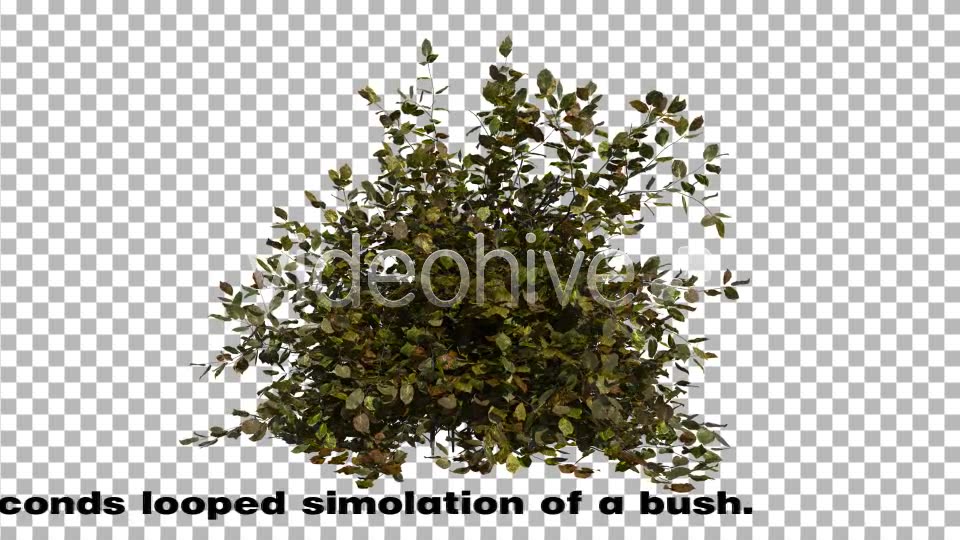 Bush Videohive 6786187 Motion Graphics Image 3