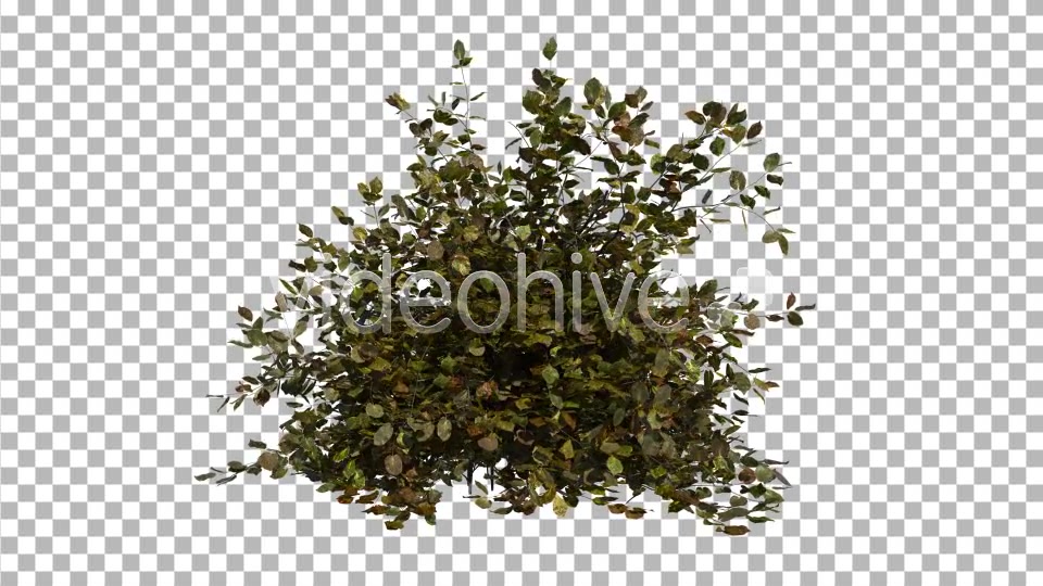 Bush Videohive 6786187 Motion Graphics Image 4