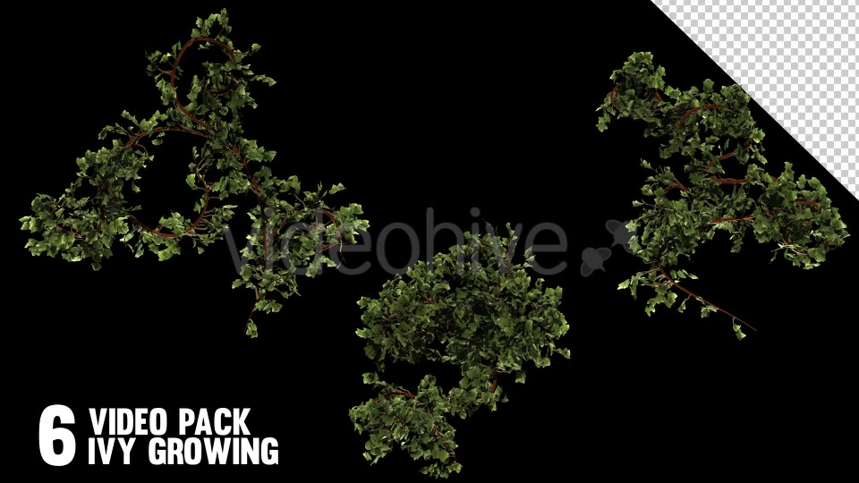 Bush Ivy Branch & Leaves (6 Pack) Videohive 13110022 Motion Graphics Image 10