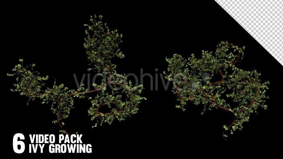 Bush Ivy Branch & Leaves (6 Pack) Videohive 13110022 Motion Graphics Image 2