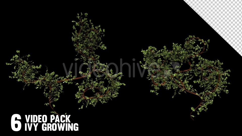 Bush Ivy Branch & Leaves (6 Pack) Videohive 13110022 Motion Graphics Image 3