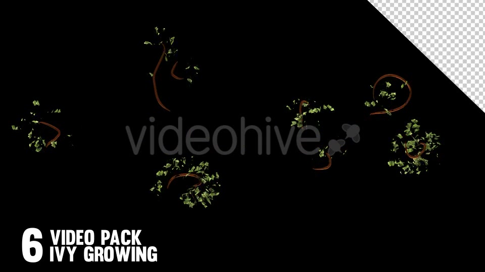 Bush Ivy Branch & Leaves (6 Pack) Videohive 13110022 Motion Graphics Image 4