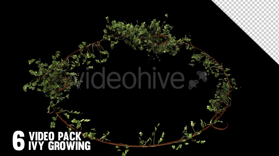 Bush Ivy Branch & Leaves (6 Pack) Videohive 13110022 Motion Graphics Image 5
