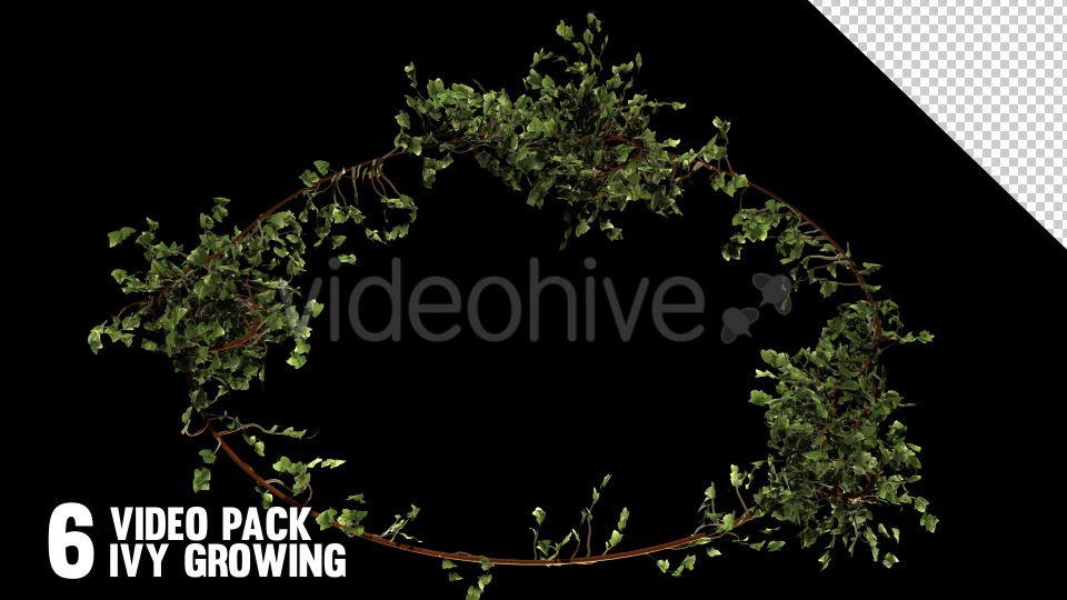 Bush Ivy Branch & Leaves (6 Pack) Videohive 13110022 Motion Graphics Image 6