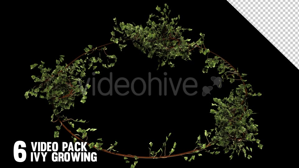 Bush Ivy Branch & Leaves (6 Pack) Videohive 13110022 Motion Graphics Image 7
