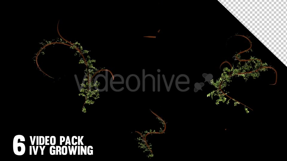 Bush Ivy Branch & Leaves (6 Pack) Videohive 13110022 Motion Graphics Image 8