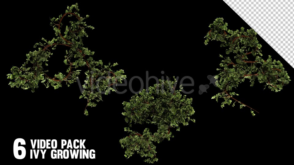 Bush Ivy Branch & Leaves (6 Pack) Videohive 13110022 Motion Graphics Image 9