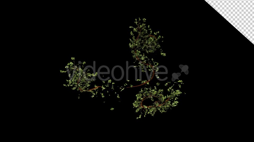 Bush Ivy Growing 01 Videohive 13090844 Motion Graphics Image 10