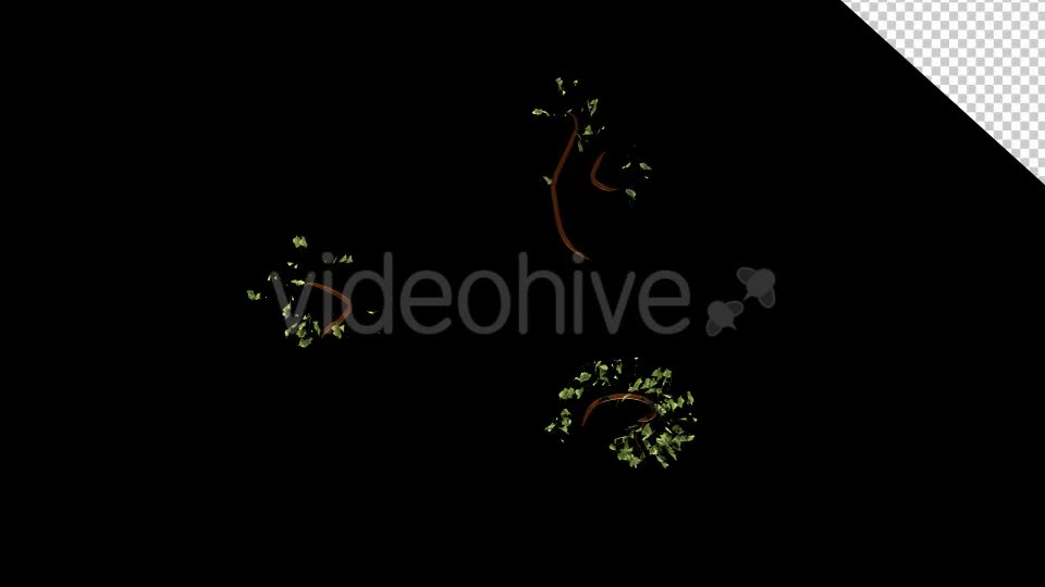 Bush Ivy Growing 01 Videohive 13090844 Motion Graphics Image 11