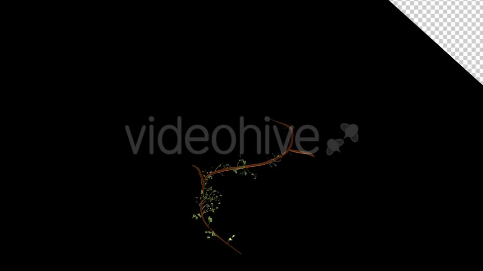 Bush Ivy Growing 01 Videohive 13090844 Motion Graphics Image 2
