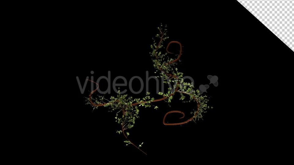 Bush Ivy Growing 01 Videohive 13090844 Motion Graphics Image 3