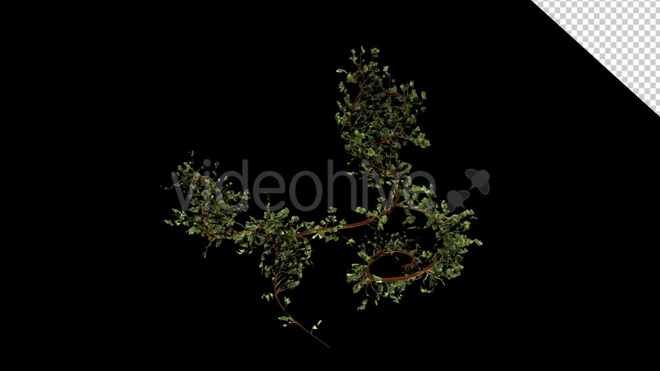 Bush Ivy Growing 01 Videohive 13090844 Motion Graphics Image 4