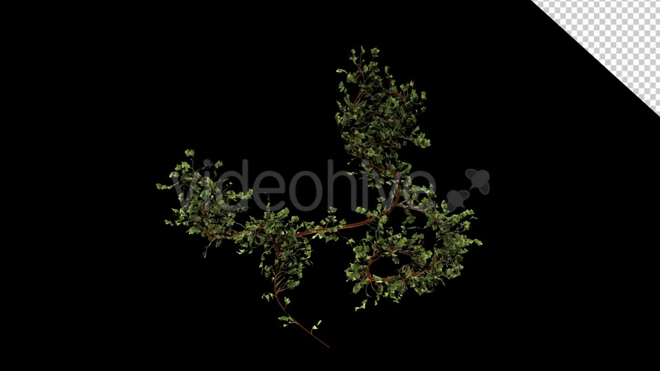 Bush Ivy Growing 01 Videohive 13090844 Motion Graphics Image 5