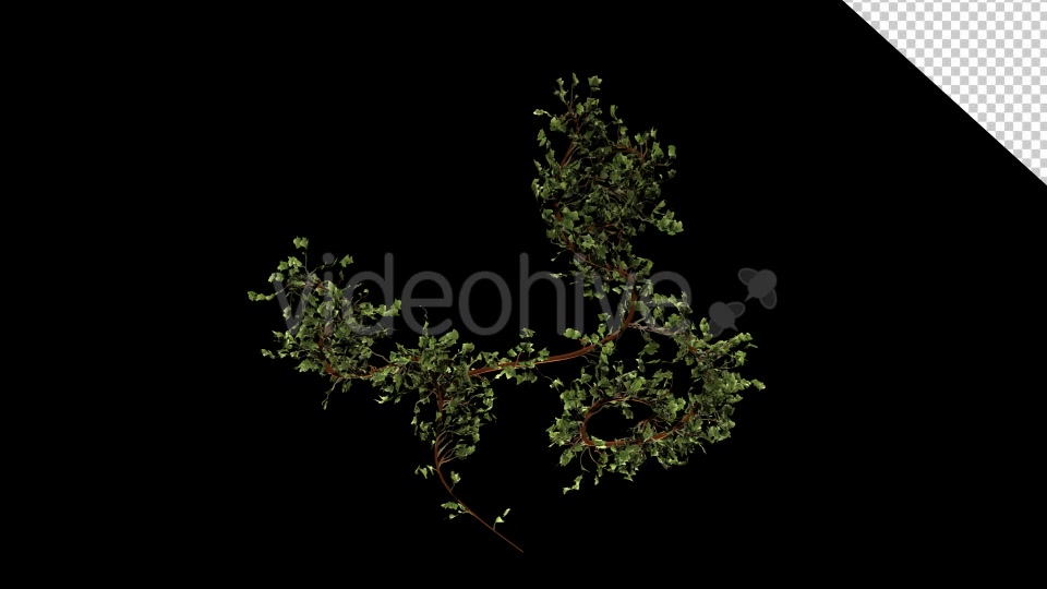 Bush Ivy Growing 01 Videohive 13090844 Motion Graphics Image 6