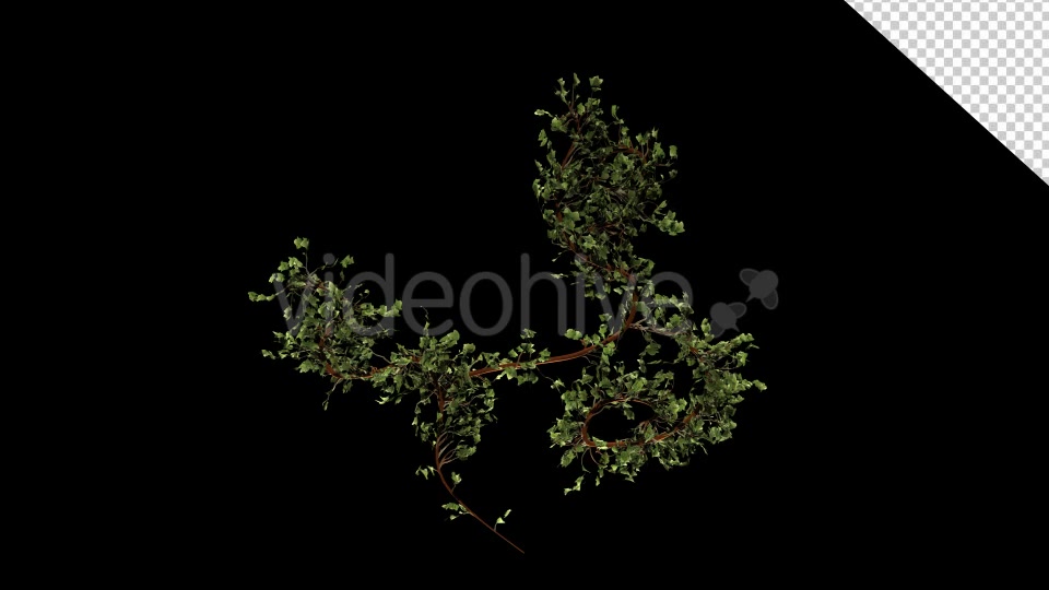 Bush Ivy Growing 01 Videohive 13090844 Motion Graphics Image 7