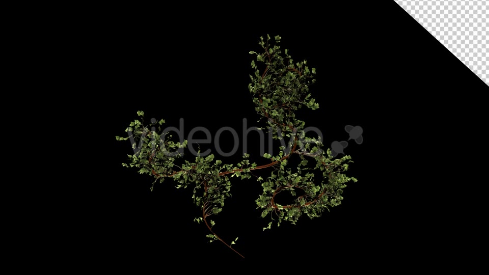 Bush Ivy Growing 01 Videohive 13090844 Motion Graphics Image 8