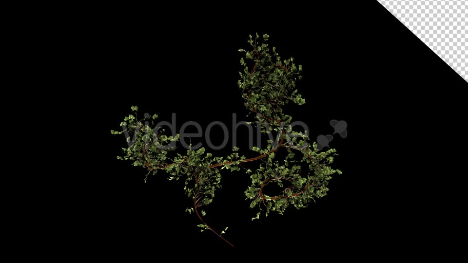 Bush Ivy Growing 01 Videohive 13090844 Motion Graphics Image 9