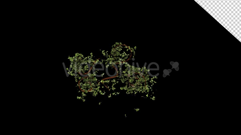 Bush Ivy Growing 02 Videohive 13097372 Motion Graphics Image 10