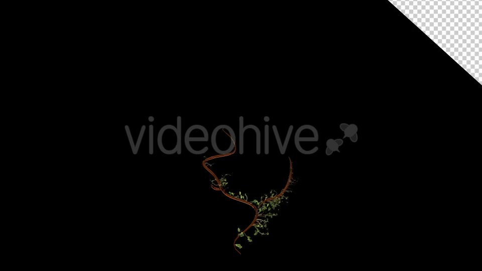 Bush Ivy Growing 02 Videohive 13097372 Motion Graphics Image 2
