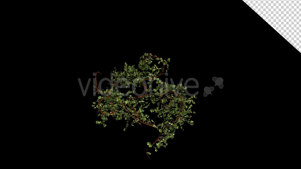 Bush Ivy Growing 02 Videohive 13097372 Motion Graphics Image 4