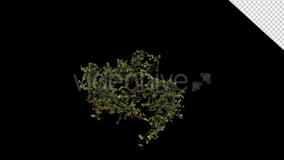 Bush Ivy Growing 02 Videohive 13097372 Motion Graphics Image 5