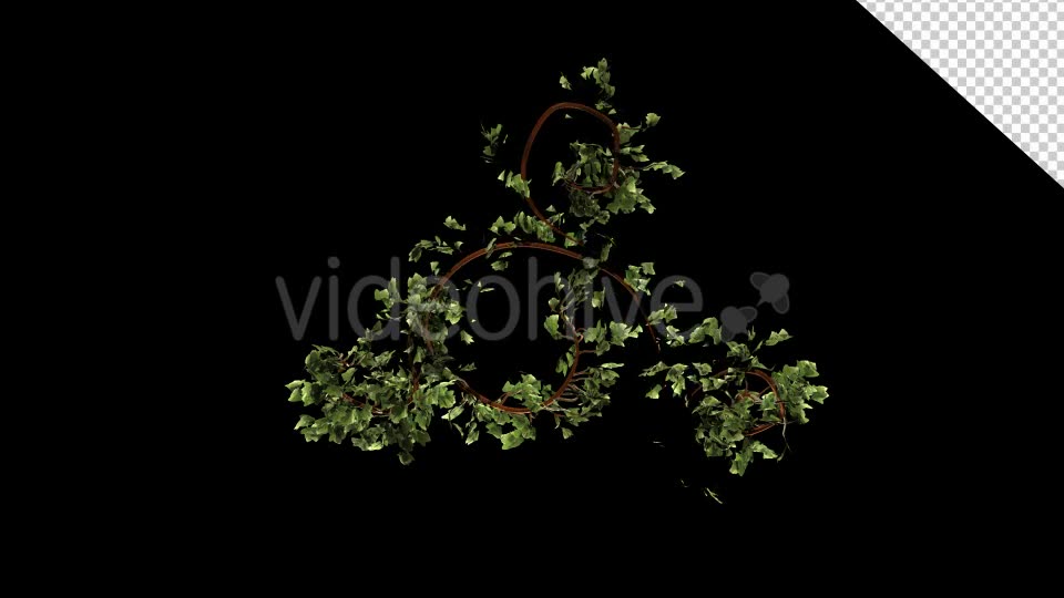 Bush Ivy Growth Videohive 13098867 Motion Graphics Image 10
