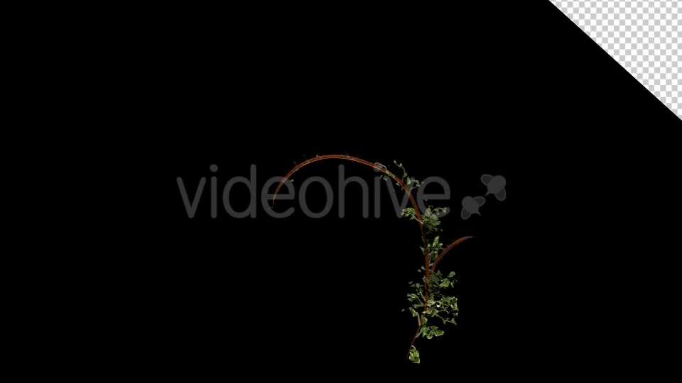 Bush Ivy Growth Videohive 13098867 Motion Graphics Image 2