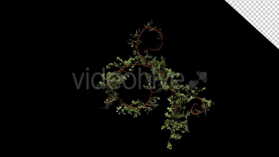 Bush Ivy Growth Videohive 13098867 Motion Graphics Image 3