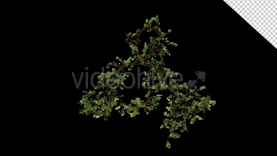 Bush Ivy Growth Videohive 13098867 Motion Graphics Image 4