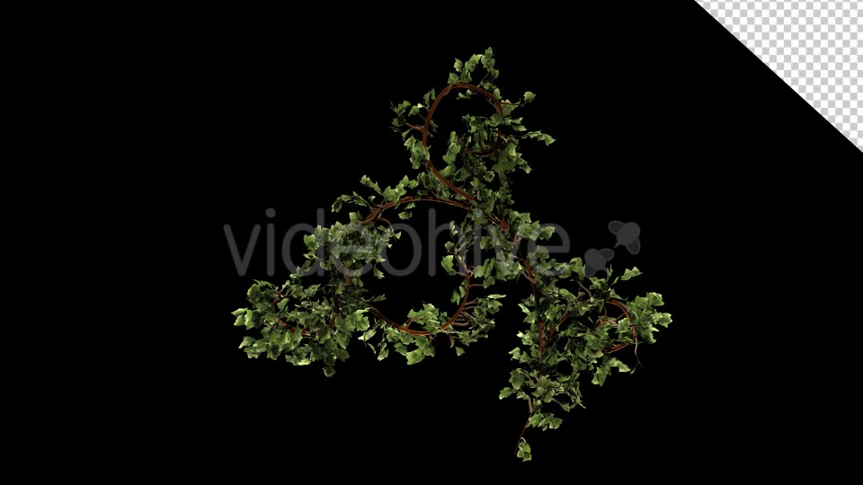Bush Ivy Growth Videohive 13098867 Motion Graphics Image 5