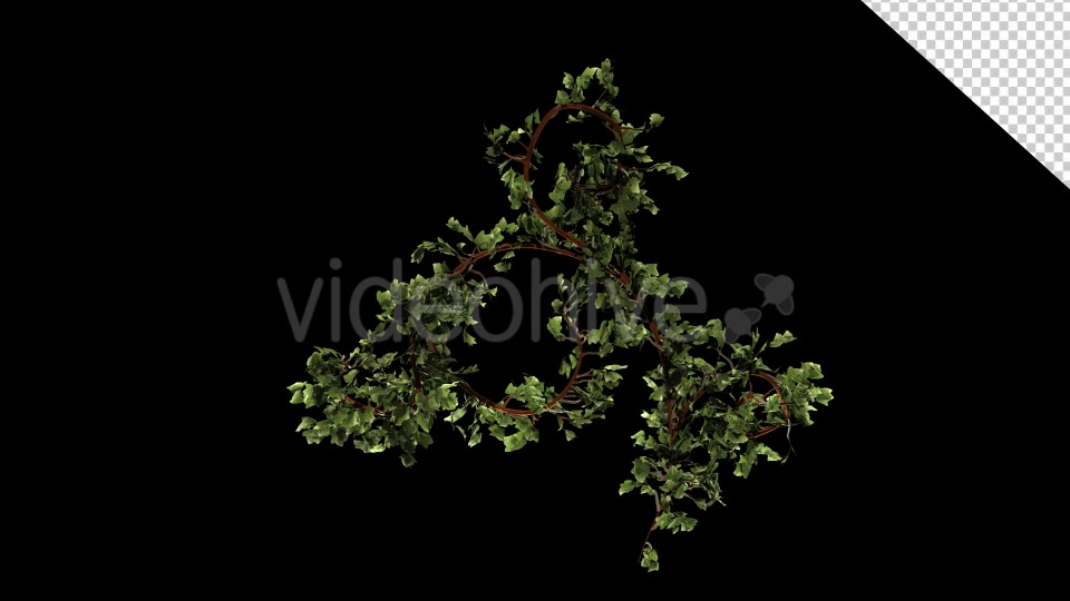 Bush Ivy Growth Videohive 13098867 Motion Graphics Image 6