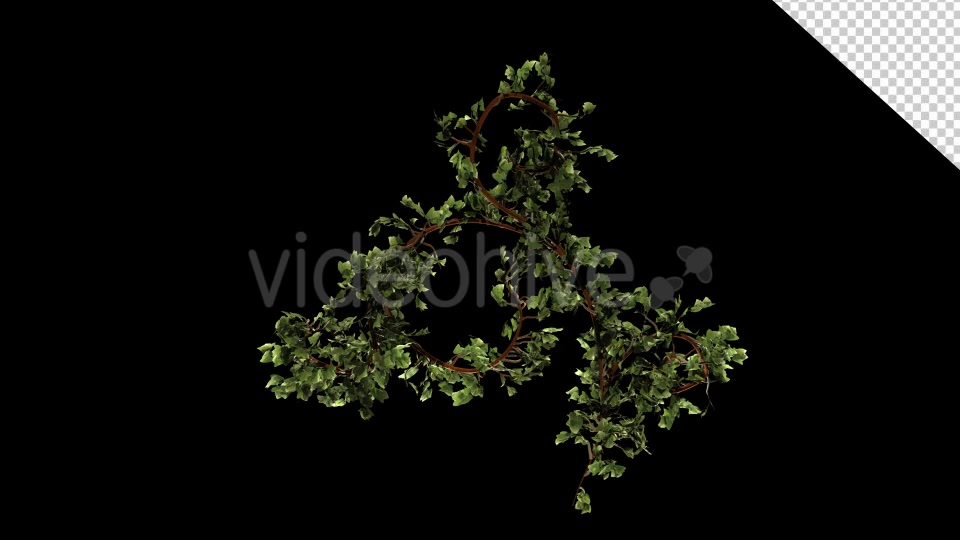 Bush Ivy Growth Videohive 13098867 Motion Graphics Image 8