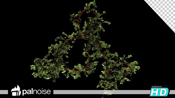 Bush Ivy Growth - 13098867 Videohive Download