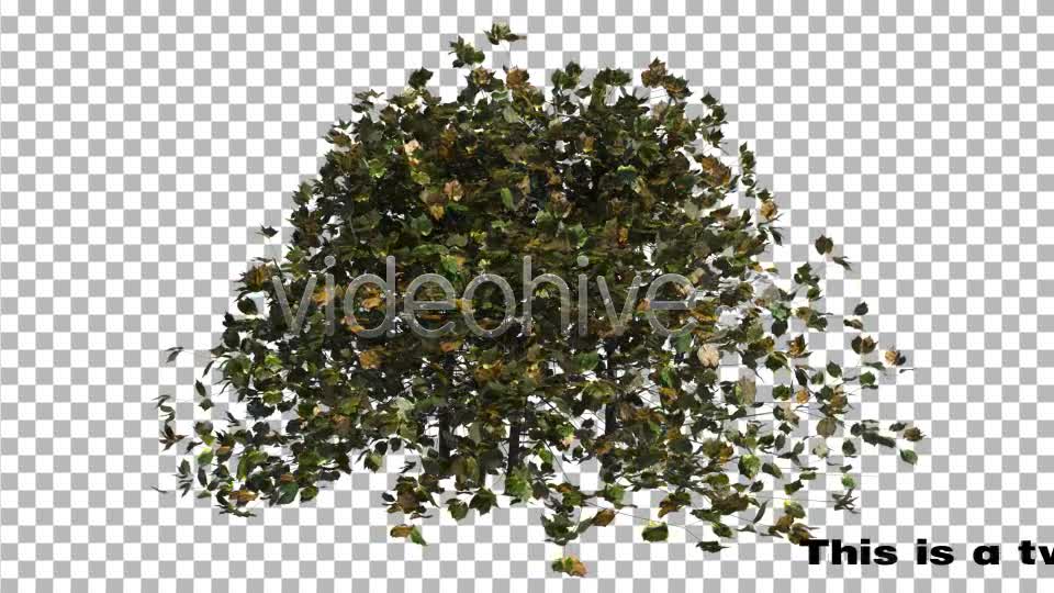 Bush Looped Type 3 Videohive 6767160 Motion Graphics Image 1