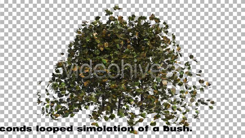 Bush Looped Type 3 Videohive 6767160 Motion Graphics Image 3