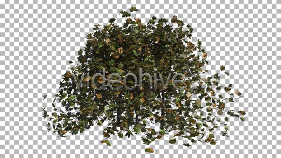 Bush Looped Type 3 Videohive 6767160 Motion Graphics Image 4