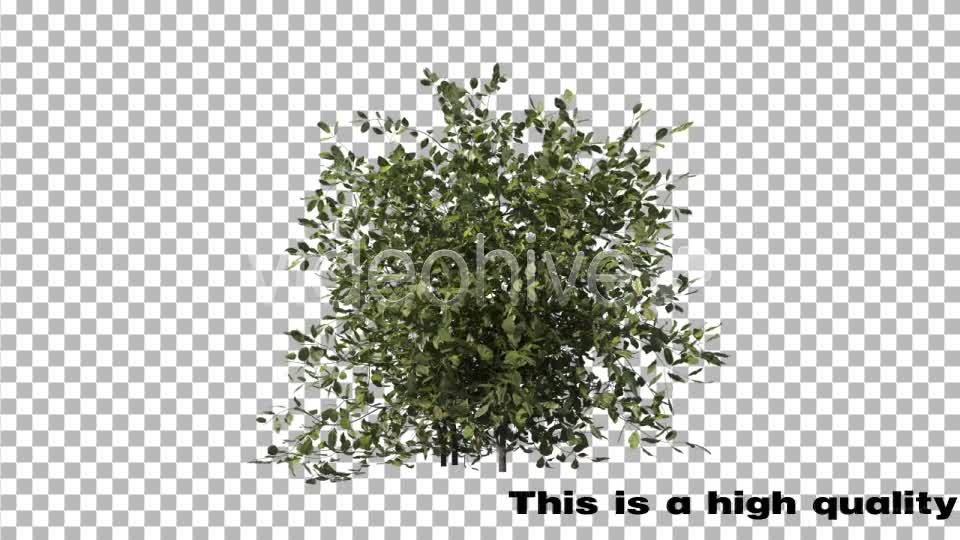 Bush Type 1 Videohive 6741533 Motion Graphics Image 1