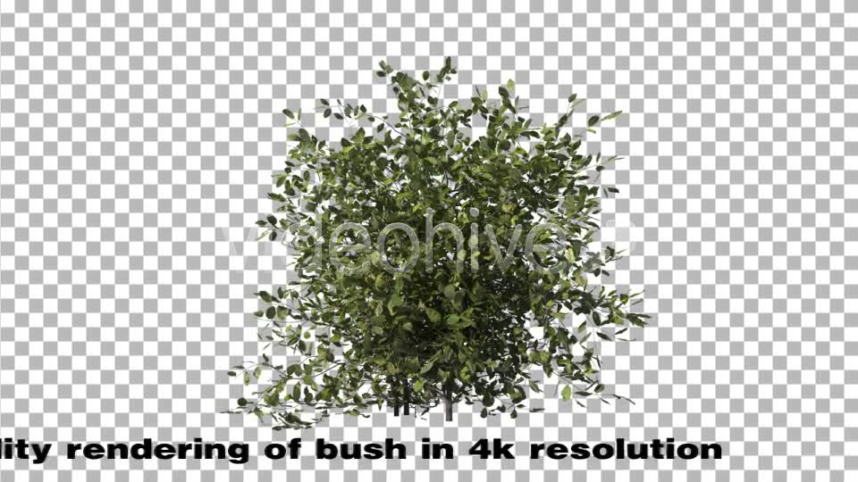 Bush Type 1 Videohive 6741533 Motion Graphics Image 2