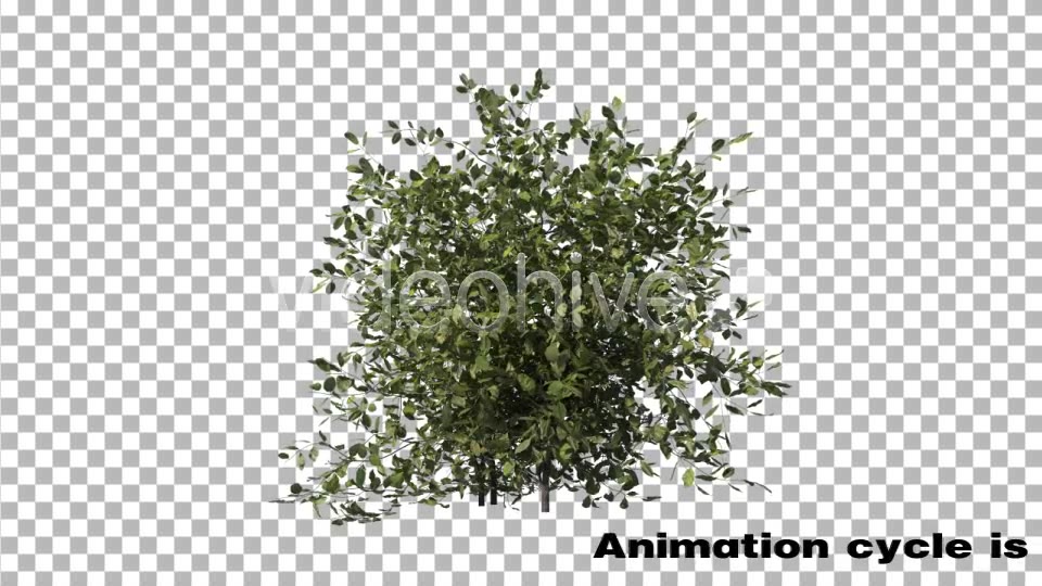 Bush Type 1 Videohive 6741533 Motion Graphics Image 3