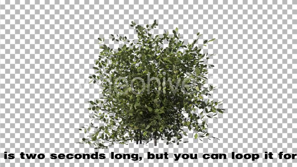 Bush Type 1 Videohive 6741533 Motion Graphics Image 4