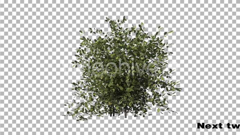 Bush Type 1 Videohive 6741533 Motion Graphics Image 5