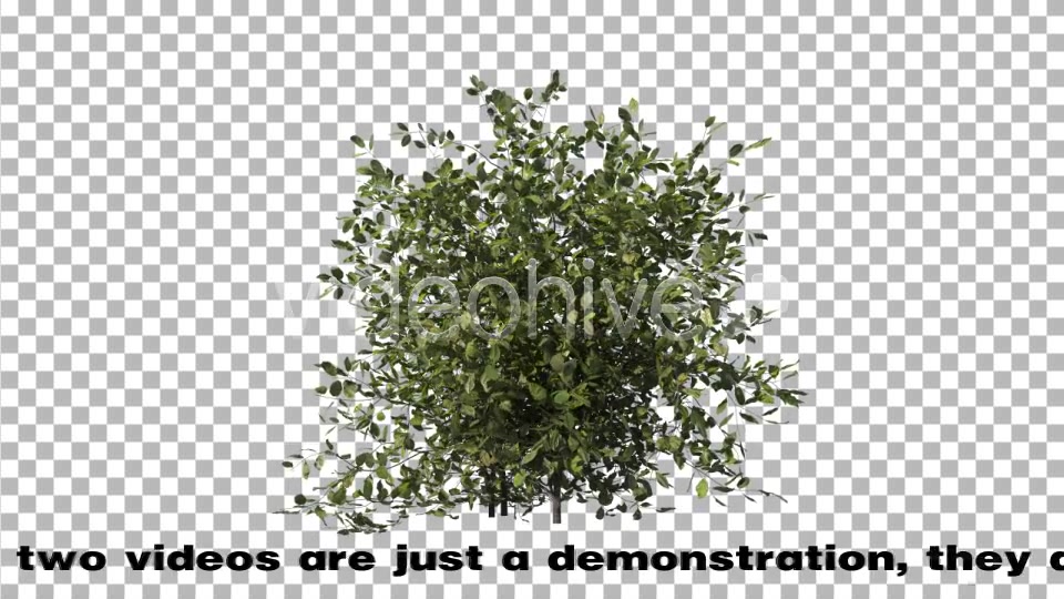 Bush Type 1 Videohive 6741533 Motion Graphics Image 6