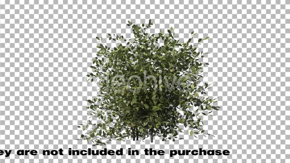 Bush Type 1 Videohive 6741533 Motion Graphics Image 7