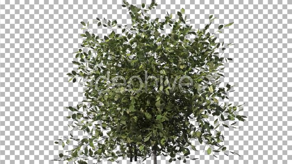 Bush Type 1 Videohive 6741533 Motion Graphics Image 8