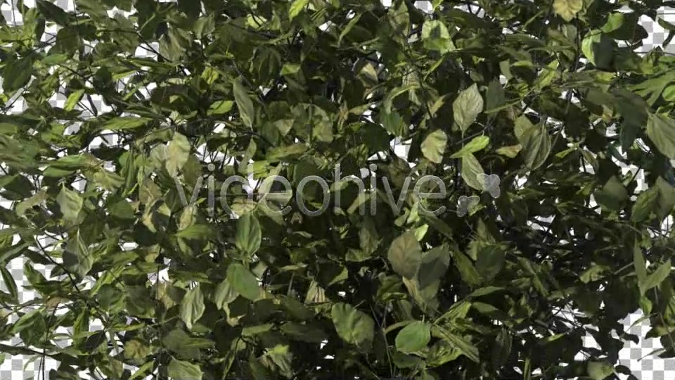 Bush Type 1 Videohive 6741533 Motion Graphics Image 9