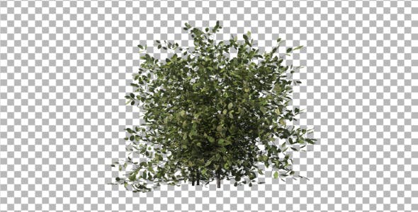 Bush Type 1 - Videohive Download 6741533